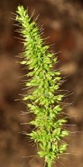 Setaria verticillata