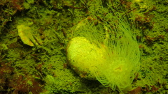 Sagartiogeton undatus