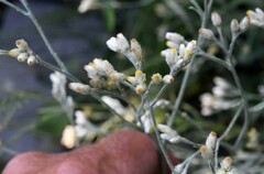 Pseudognaphalium obtusifolium