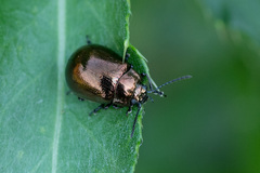 Chrysolina aurichalcea