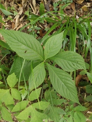 Comanthosphace ningpoensis