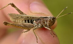 Gomphocerippus rufus