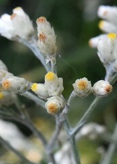 Pseudognaphalium obtusifolium