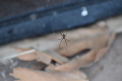 Latrodectus
