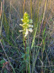 Pedicularis lanceolata