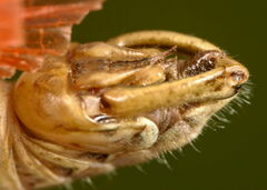 Calliptamus italicus