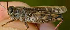 Calliptamus italicus