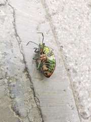 Poecilocoris lewisi