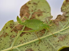 Leptophyes punctatissima