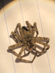 Lycosoidea