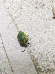 Poecilocoris lewisi
