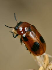 Coptocephala