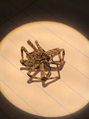 Lycosoidea