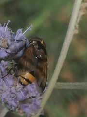 Volucella inanis