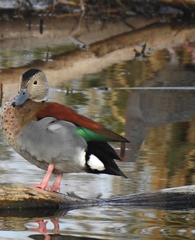 Callonetta leucophrys