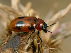 Coptocephala