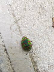 Poecilocoris lewisi