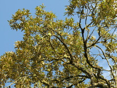 Piptocarpha axillaris