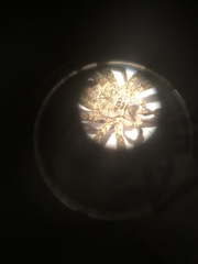 Lycosoidea