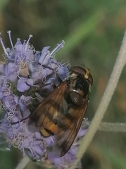 Volucella inanis