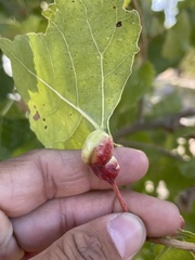 Pemphigus obesinymphae