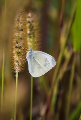 Pieris rapae