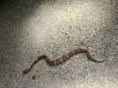 Agkistrodon laticinctus