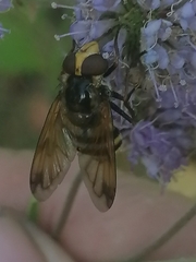 Volucella inanis