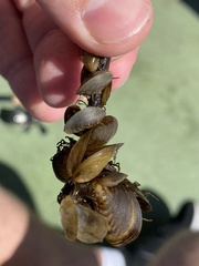 Dreissena bugensis