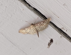 Herpetogramma pertextalis