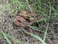 Agkistrodon laticinctus