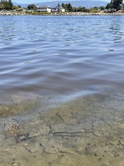 Acanthogobius flavimanus