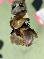 Dreissena bugensis