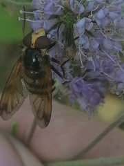Volucella inanis
