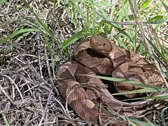 Agkistrodon laticinctus