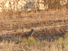 Athene noctua