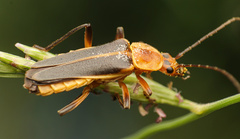 Chauliognathus obscurus