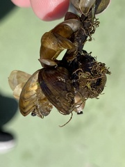 Dreissena bugensis