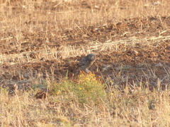 Athene noctua