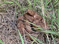 Agkistrodon laticinctus