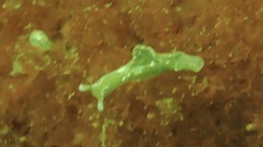 Elysia viridis