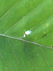 Grylloprociphilus imbricator