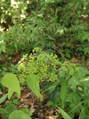 Angelica dahurica