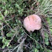Leccinum arenicola - Photo (c) Ken Sanderson, some rights reserved (CC BY-NC), uploaded by Ken Sanderson