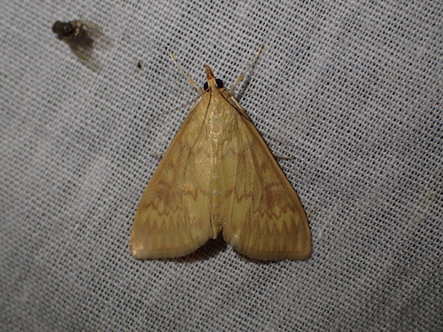 Ostrinia nubilalis