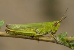 Chorthippus dorsatus