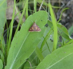 Pyrausta acrionalis