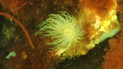 Sagartiogeton undatus