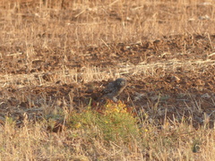 Athene noctua