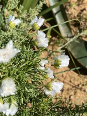 Euryops abrotanifolius